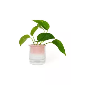 Helio Ferretti vază hidroponică Celestina imagine