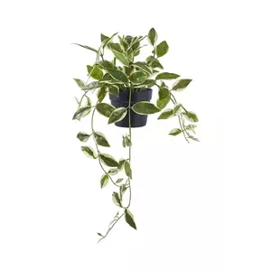 House Nordic plantă artificială în ghiveci Hoya culoarea verde imagine