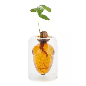 Balvi o vază pentru cultivarea semințelor Acorn Vase 12 x 8, 4 x 8, 4 cm imagine