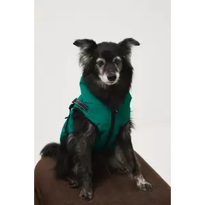 Medicine jachetă pentru un animal de companie imagine