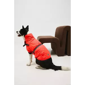 Medicine jachetă pentru un animal de companie imagine